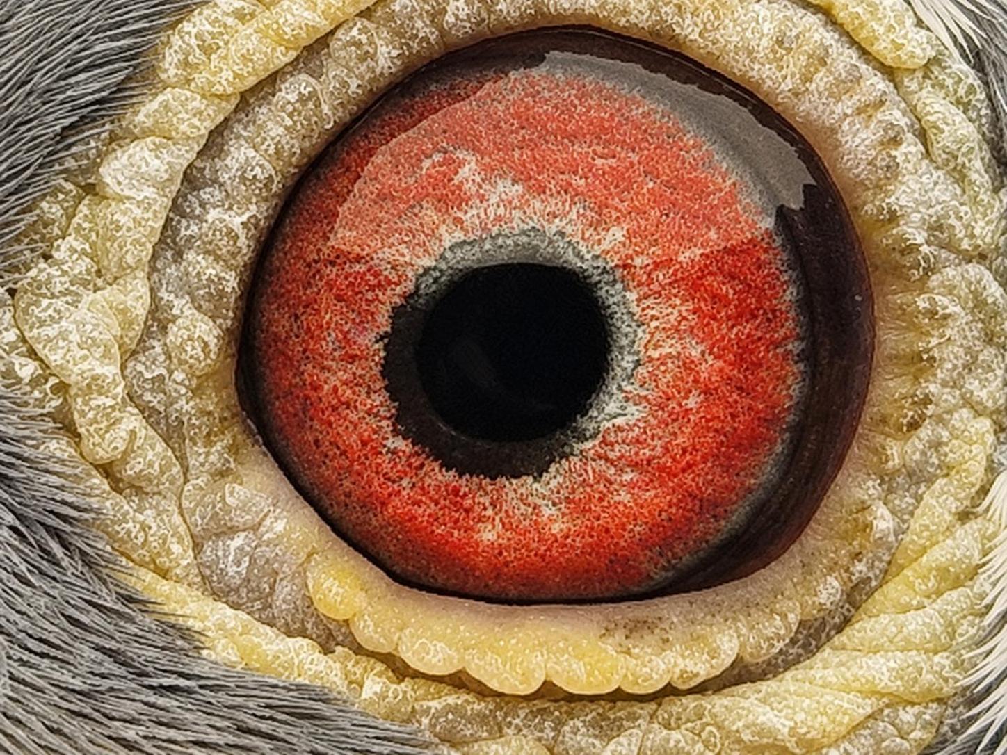 Pigeon eye